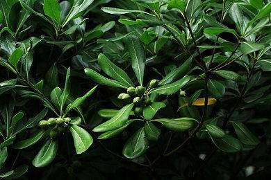 微软去年为《班卓熊大冒险》新作项目开绿灯